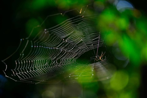 Spider web with spider against the light