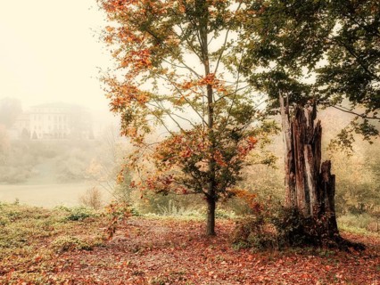Autumn forest with fog