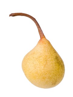 Pear variety Kirchensaler Mostbirne