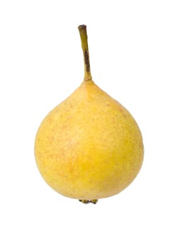 Pear variety Sugar pear