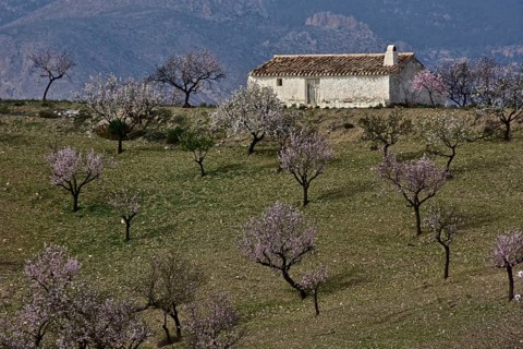 Whitewashed farmhouse with mountain La Muela in almond plantation in front of mountain wall