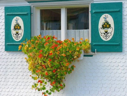 Summer flowers