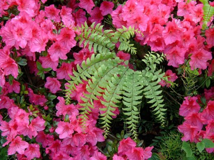 Ivy in azalea blossom
