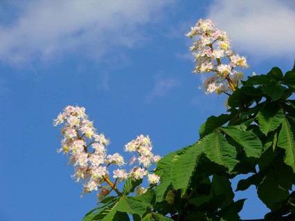 Horse Chestnut in flower