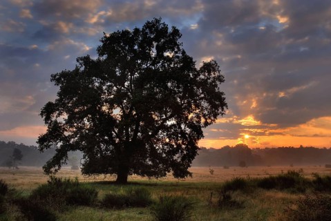 Sunrise in autumn 2007 in the nature reserve Hainberg near Fuerth in Middle Franconia in Bavaria in Germany