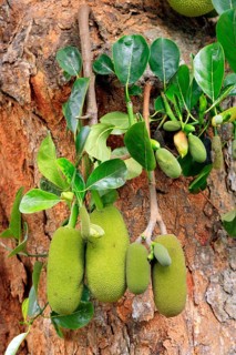 Jackfruit tree