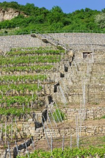 Vineyard stairs