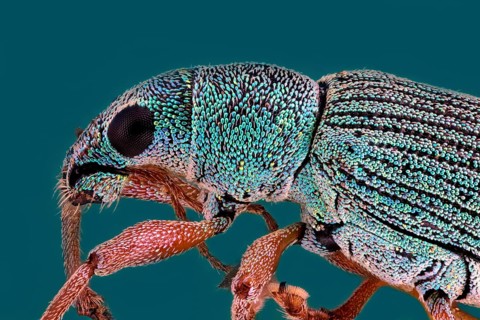 Weevil