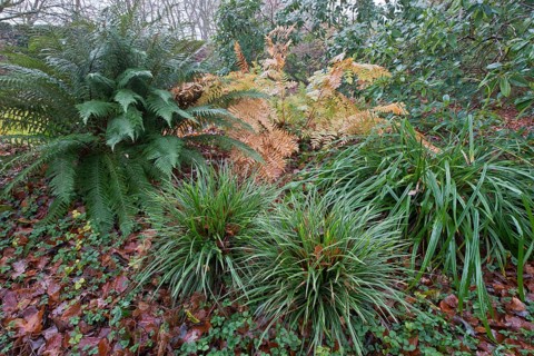 Royal fern