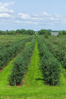 Apple orchard with Elbe