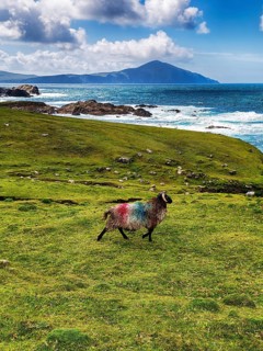 Domestic sheep