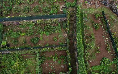 Vegetable garden in Rocha da Relva