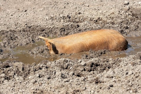 Duroc pig rolling in the mud