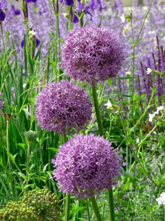 Giant onion