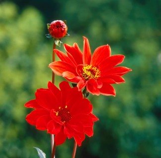 Dahlia Dahlia Hybrid