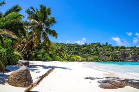 Palm trees on Petite Anse beach with granite rocks