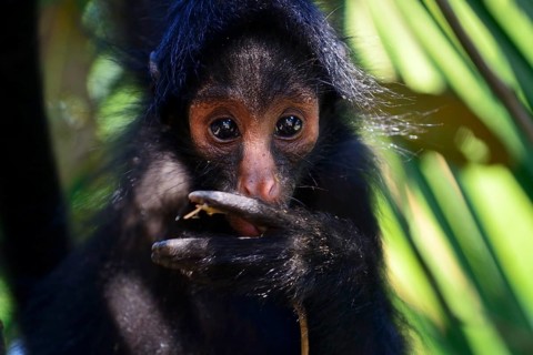 Peruvian spider monkey