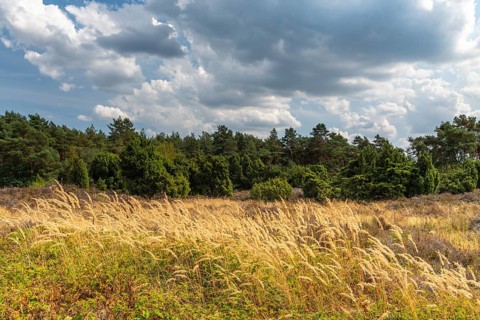 Juniper grove nature reserve