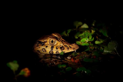 Young yacare caiman