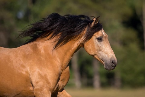 Pura Raza Espanola stallion dun with flowing mane in moving portrait