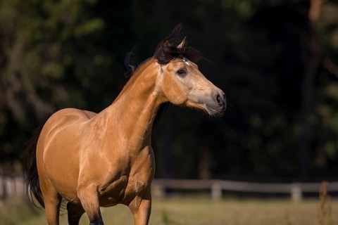 Pura Raza Espanola stallion dun with flowing mane in moving portrait