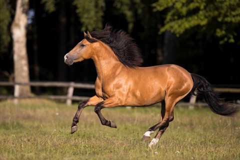 Pura Raza Espanola stallion dun with blowing mane in exuberant gallop on pasture
