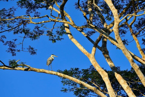 Cocoi heron