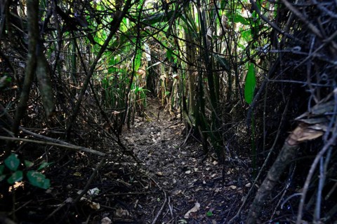 Swampy path through the dense jungle