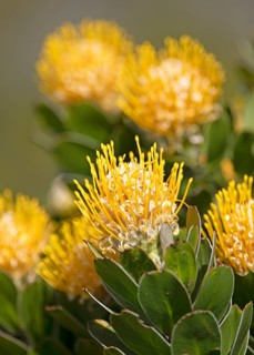 Pincushion protea