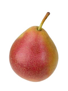 Pear variety Fellbacher Mostbirne
