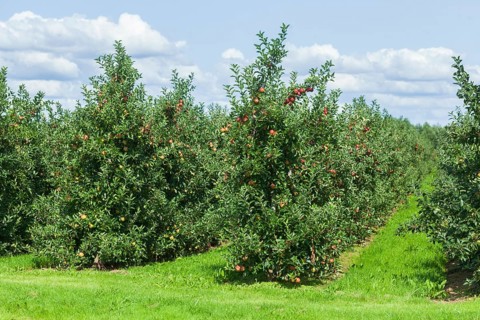 Apple orchard