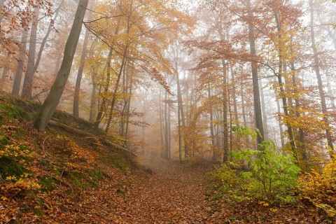 Beech