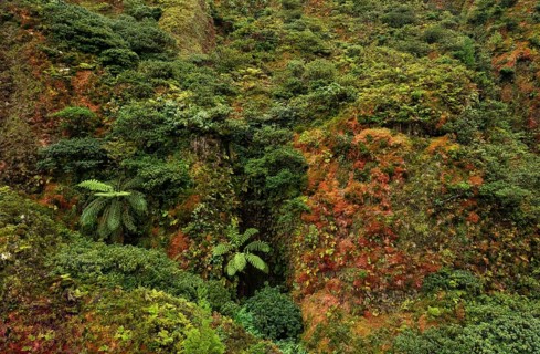 Lush vegetation with tree fern