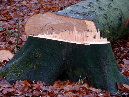 Freshly felled beech tree