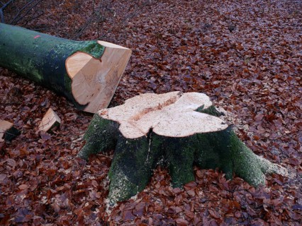 Freshly felled beech tree