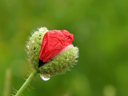 Poppy flowers