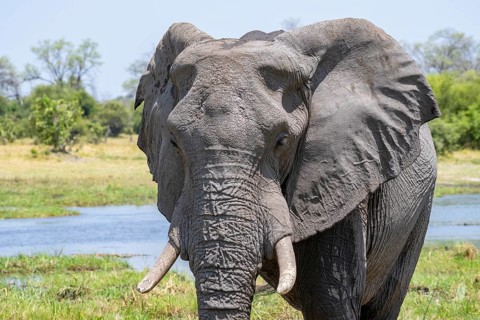 African elephant