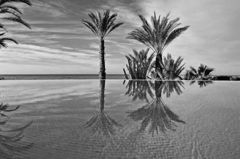 Infinity pool with palm trees by the sea