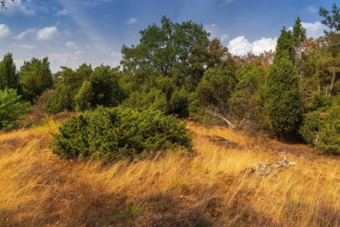 Juniper grove nature reserve