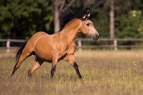 Pura Raza Espanola stallion dun galloping in the summer pasture