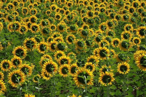Field with sunflowers