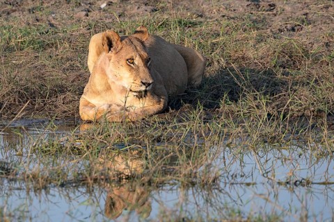 Lion
