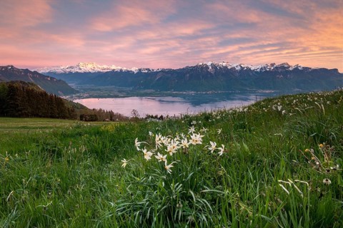 Poet's daffodils