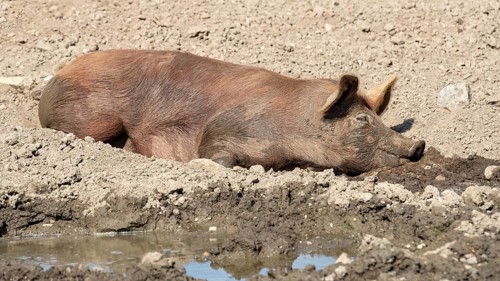 Duroc pig rolling in the mud