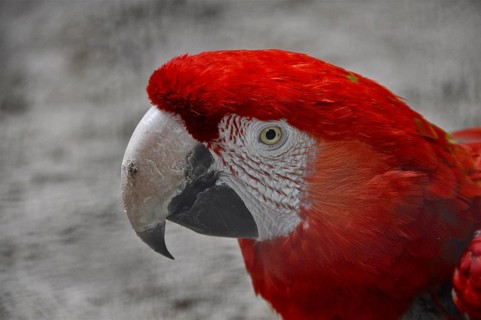Head of red macaw parrot