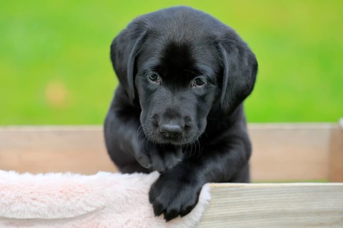 Labrador domestic dog