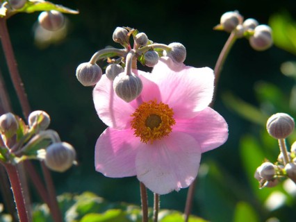 Anemone hupehensis