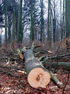 Freshly felled beech tree
