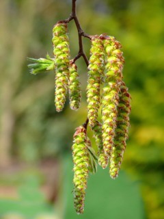 Alder catkin