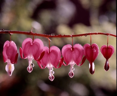 Lupine Flowers with Dewdrops Watering Heart